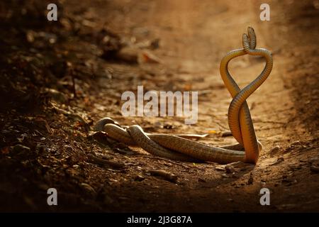 Snake fight. Indian rat snake, Ptyas mucosa. Two non-poisonous Indian snakes entwined in love dance on dusty road of Ranthambore national park, India. Stock Photo