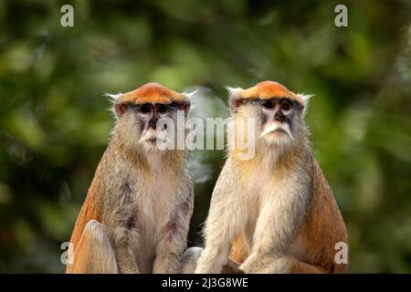 Patas Hussar monkey, Erythrocebus patas, sitting on tree branch in dark tropic forest. Animal in nature habitat, in forest. Detail portrait of two mon Stock Photo