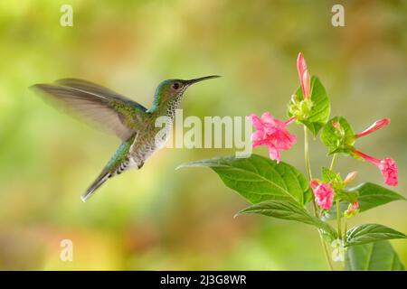 Birdwatching in South America. Flying hummingbird White-necked Jacobin (female) next pink red flower, Florisuga mellivora, from Rancho Naturalista, Co Stock Photo