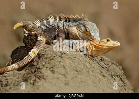 Pair of reptiles, Black Iguana, Ctenosaura similis, male female sitting on black stone, chewing to head, animal in nature habitat, wildlife, Manuel An Stock Photo