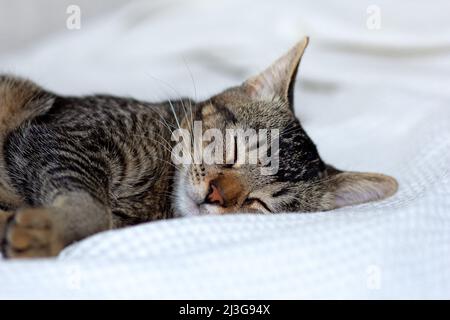 Striped tricolor kitten sleeping on white surface Stock Photo