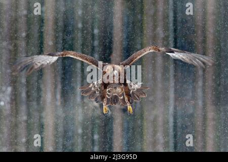 Flying birds of prey golden eagle with large wingspan, photo with snow flake during winter, dark forest in background. Wildlife scene from wild nature Stock Photo