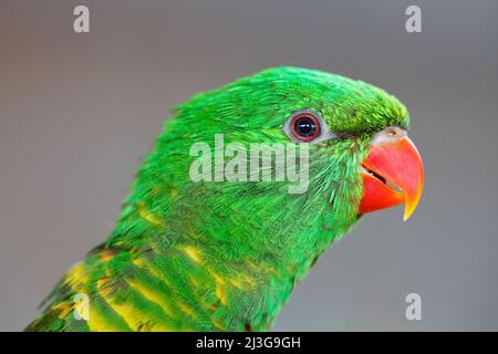 Portrait of Scaly-breasted Lorikeet, Trichoglossus chlorolepidotus, green parrot, sitting on branch, courtship love ceremony, Eastern Australia  Detai Stock Photo