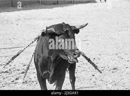 A wounded bull in the arena, Madrid, Spain photo: Bo Arrhed Stock Photo