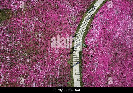 Jinan. 8th Apr, 2022. Aerial photo taken on April 8, 2022 shows people viewing flowers in Jinan, east China's Shandong Province. Credit: Xu Suhui/Xinhua/Alamy Live News Stock Photo