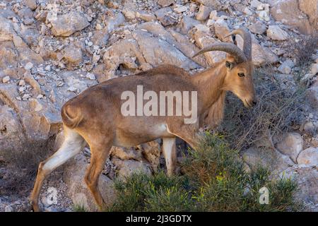 Arabian Tahr (Arabitragus jayakari) male walking on rocks rocks in the middle east mountains on Jebal Hafeet. Stock Photo