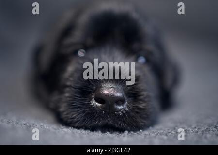 Close-up of puppy of Black Giant Schnauzer. Nose of cute dog lying on sofa.