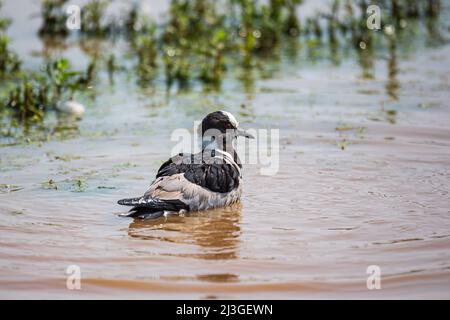 Swimming Blacksmith Lapwing Vanellus armatus at Nkayapan waterhole, Kruger National Park, South Africa Stock Photo