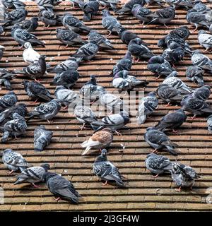 Kingston Upon Thames London UK, April 07 2022, Flock Of Wild Pigeons Sitting On A Town Centre Roof Top With No People Stock Photo