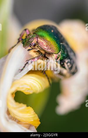 Cetonia aurata, called the rose chafer or the green rose chafer Stock Photo