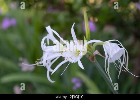Hymenocallis festalis - Peruvian Daffodil - Spider Lily Stock Photo