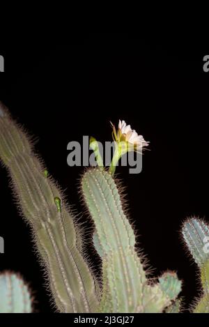 Cereus Cactus Stock Photo