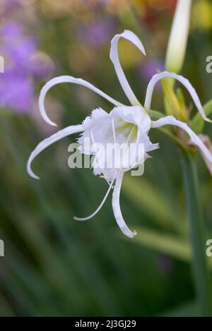 Hymenocallis festalis - Peruvian Daffodil - Spider Lily Stock Photo