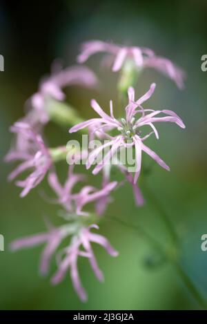Lychnis flos cuculi Stock Photo