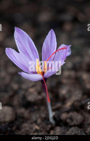 Crocus sativus Stock Photo