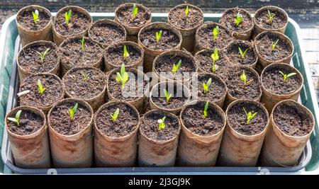Parsnip plant seedlings germinating in cardboard tubes in greenhouse Stock Photo