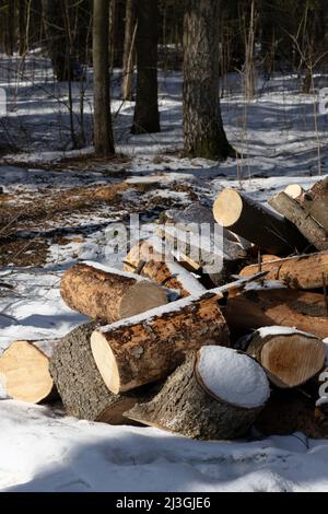 Large logs of felled trees in the countryside close-up Stock Photo