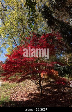 ACER PALMATUM NURESAGI Stock Photo