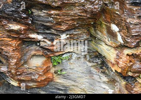 Water flows down a multi coloured pocket in the cliffs which line the south of the harbour at Boscastle in Cornwall.The strata is the visible part of Stock Photo