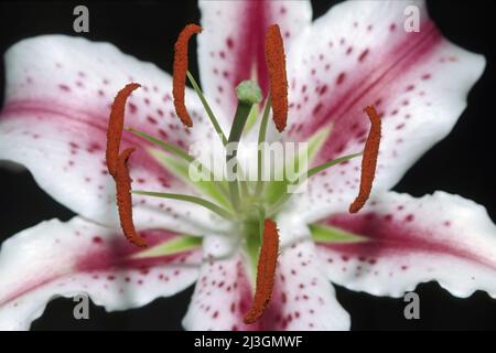 stargazer lily in bloom, detail of the anthers, japanese lily, Lilium speciosum, Liliaceae. Stock Photo