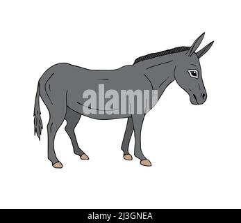 Vector hand drawn doodle gray sketch donkey isolated on white background Stock Vector