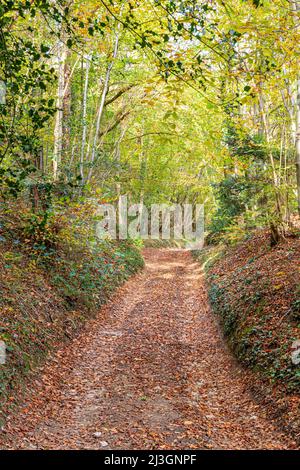 Autumn in the Cotswolds - A footpath track through beech woodland on the side of Painswick Beacon, Gloucestershire, England UK Stock Photo