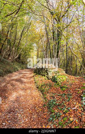 Autumn in the Cotswolds - A footpath track through beech woodland on the side of Painswick Beacon, Gloucestershire, England UK Stock Photo