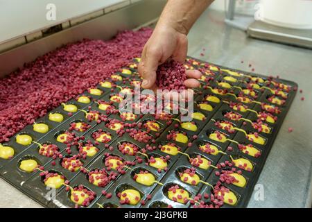 France, Meuse, Commercy, Thierry Zins pours raspberry nuggets on the madeleines in the shop and madeleine workshop of Commercy La Boite à Madeleines of the Zins brothers, madeleiniers since 1951 Stock Photo