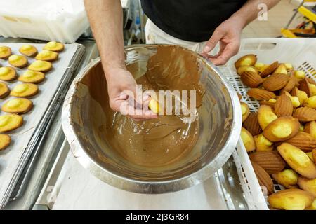 France, Meuse, Commercy, Thierry Zins with the topping of chocolate madeleines in the shop and madeleine manufacturing workshop of Commercy La Boite à Madeleines of the Zins brothers, madeleiniers since 1951 Stock Photo