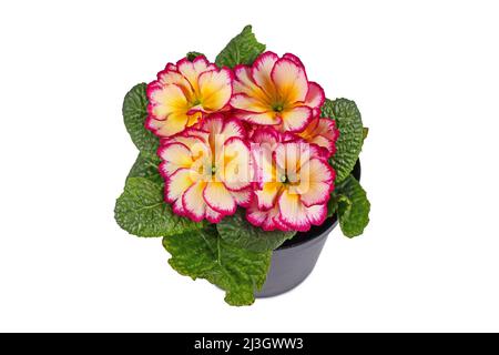 Pink and yellow potted 'Primula Acaulis Scentsation' primrose flowers on white background Stock Photo