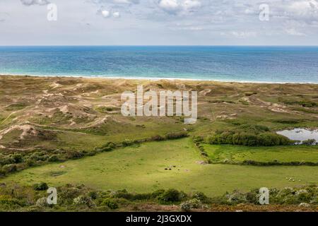 France, Manche (50), Cotentin, Cap de la Hague, Biville, small herd of cows in green meadows, sand dunes and turquoise blue sea Stock Photo