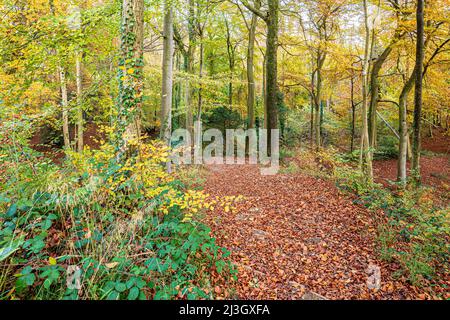 Autumn in the Cotswolds - TA footpath through beech woodland on Kites Hill near Prinknash Abbey, Gloucestershire, England UK Stock Photo