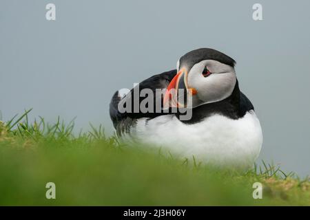 Denmark, Faroe Islands, Atlantic puffin (Fratercula arctica), Mykines Island Stock Photo