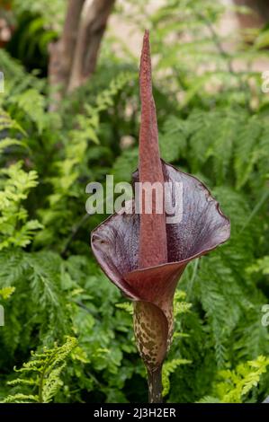 Amorphophallus konjac Stock Photo