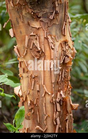 Paperbark Maple: Acer griseum. Bark Stock Photo
