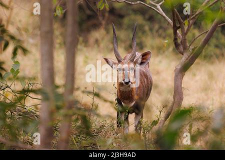 Uganda, Nakasongola District, Ziwa rhino sanctuary, Bushbuck Stock Photo