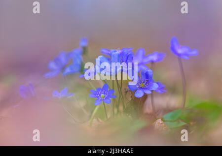 Liverwort Hepatica nobilis flowers on a forest floor on sunny afternoon. Spring blue flowers Hepatica nobilis in the forest. Blue flowers of Hepatica Stock Photo