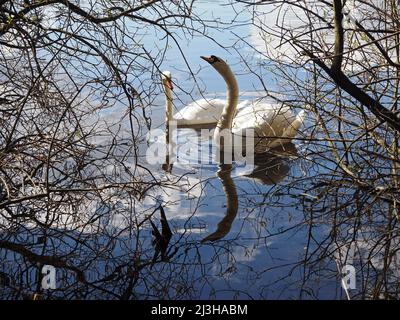 Swans on Boldermere Lake at Wisley and Ockham Common, Chatley Heath, Surrey, UK. Stock Photo