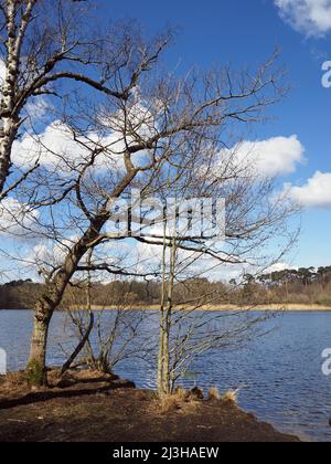 Boldermere Lake at Wisley and Ockham Common, Chatley Heath, Surrey, UK. Stock Photo