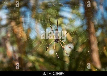 Close-up of large spider on web against tropical trees in Seychelles. Stock Photo