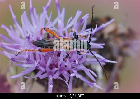 Closeup on a round-necked longhorn beetle, Stenopterus rufus sitting on a purple knapweed flower, Centaurea jacea in the field Stock Photo