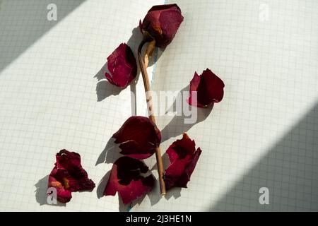 Dry red rose on the pages of an open notebook Stock Photo