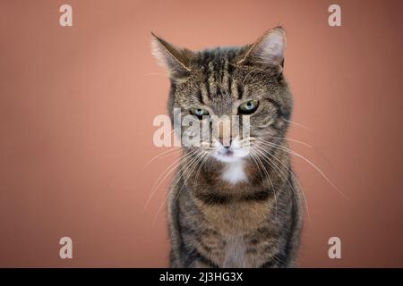 tabby cat looking down thoughtful portrait on brown background with copy space Stock Photo