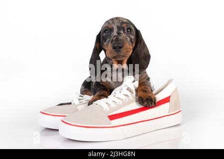 Little marble dachshund puppy with shoes lying on a white studio background