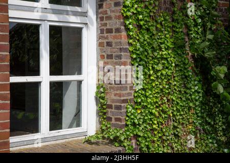 a white window and brick wall overgrown with ivy Stock Photo