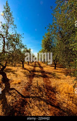 Olive grove with rows of olive trees under blue sky in Italy, Apulia Stock Photo