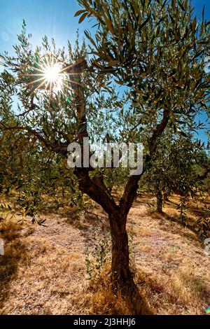 Olive grove with rows of olive trees under blue sky in Italy, Apulia Stock Photo