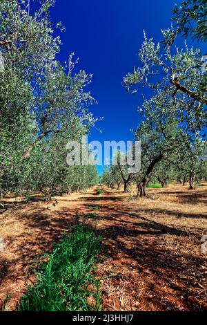 Olive grove with rows of olive trees under blue sky in Italy, Apulia Stock Photo