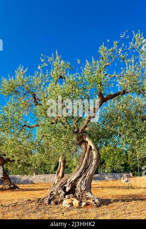 Gnarled olive tree in a withered field in Italy, Apulia Stock Photo