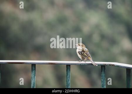 Chaffinch, Madeira Chaffinch, Fringilla coelebs, Miradouro dos Balcões, Ribeiro Frio, SÃ£o Roque do Faial, Madeira, Portugal, Europe Stock Photo